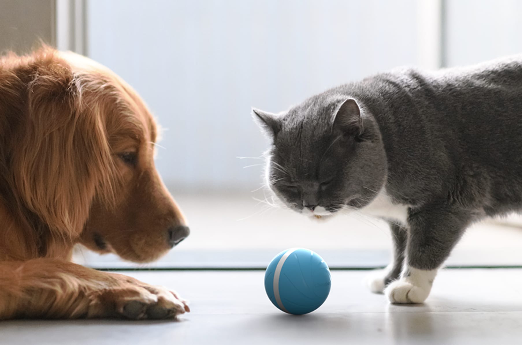balle pour chats smart cheerble