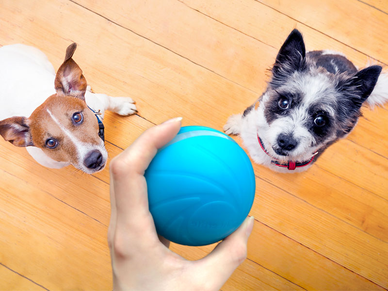 chien smart ball cheerble
