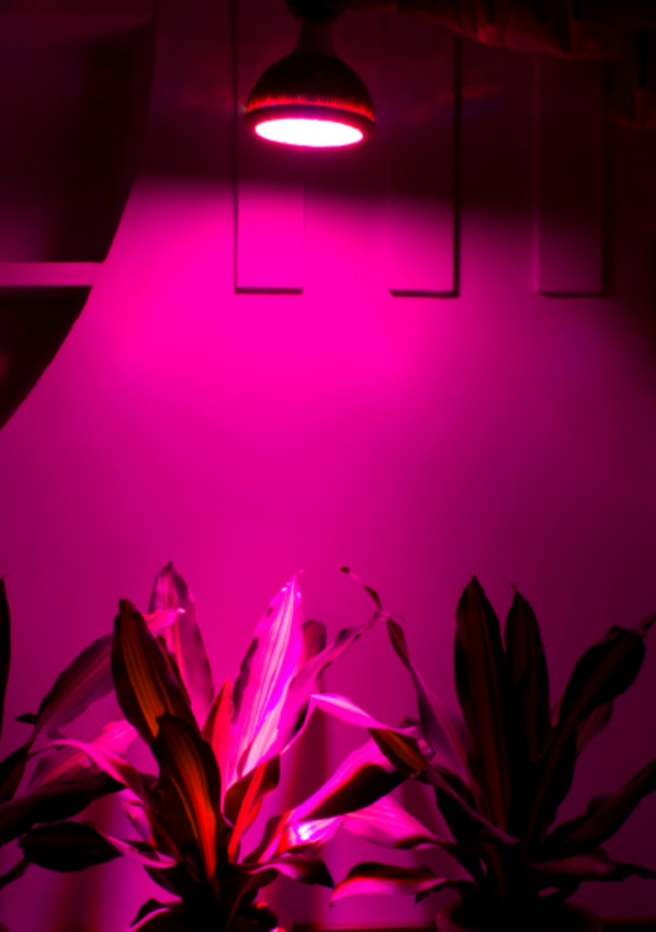Lumière de croissance LED