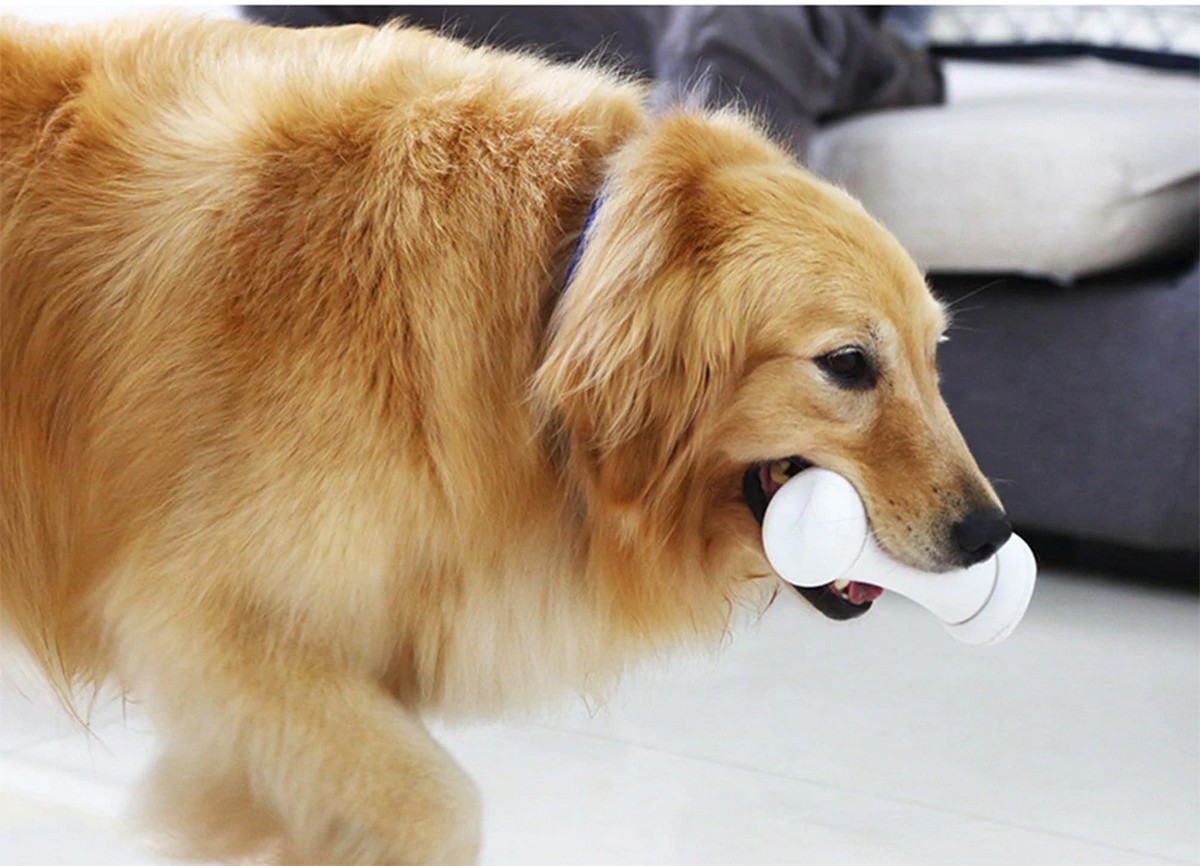 jouet en os intelligent pour chien os méchant